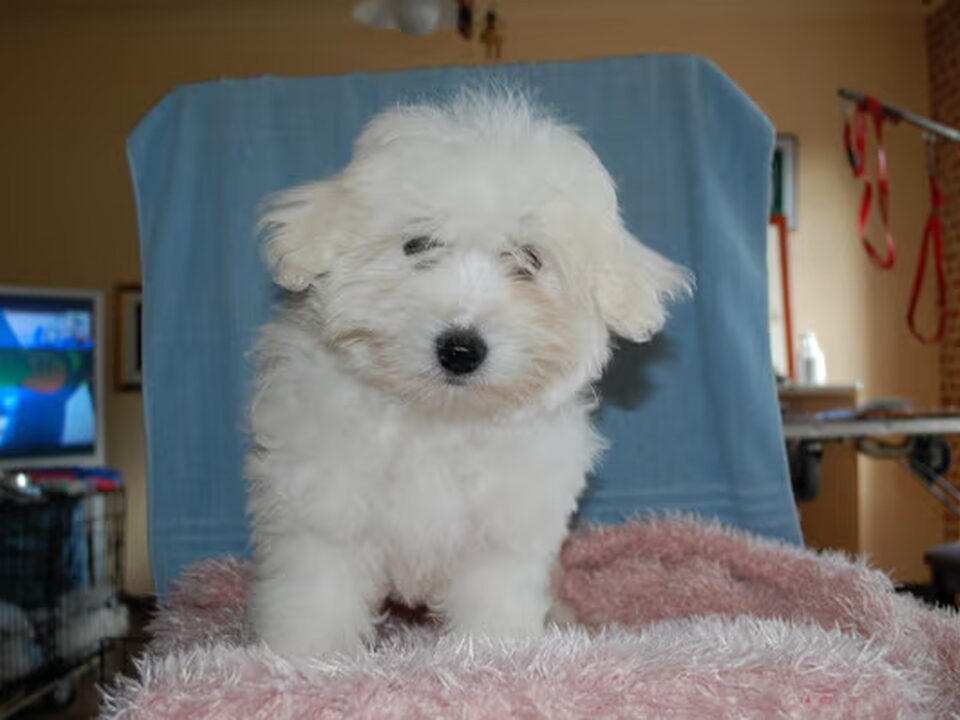 Pups van from Grandma's Coton hobbyfokker