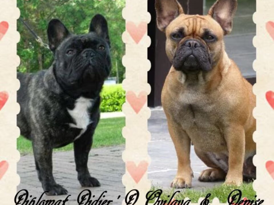 Pups van bulls of angels