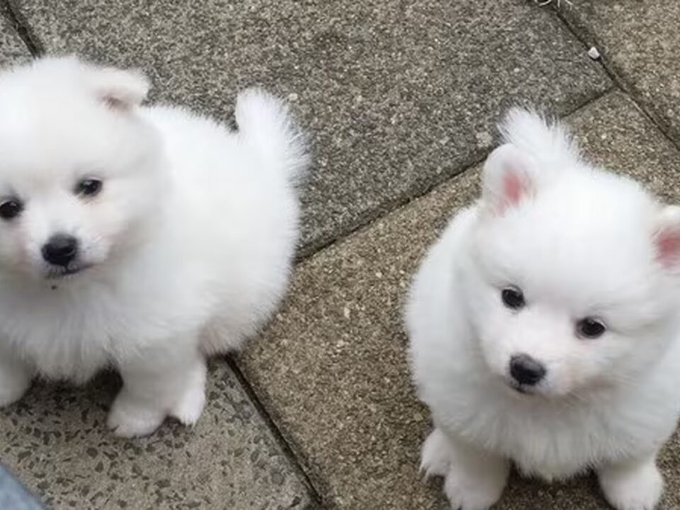 Pups van van het Bearehöfke