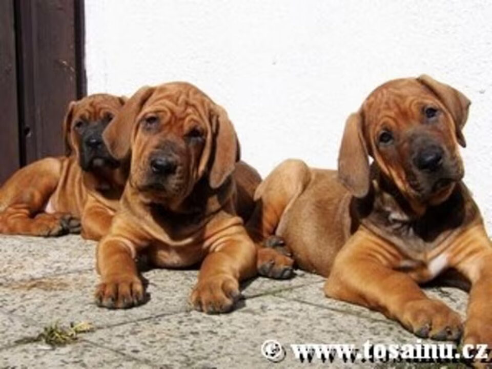 Foto van Diamant severu tosa inu kennel