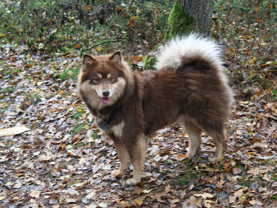 Foto van Kennel Kruikenlappies