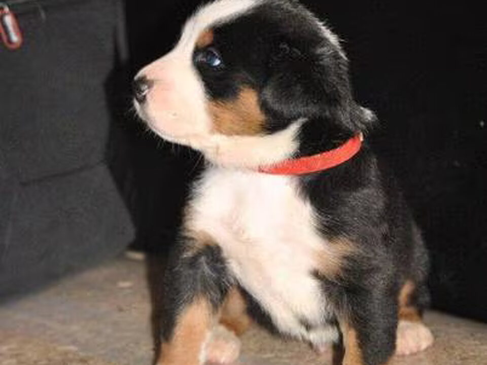 Pups van Bezõe