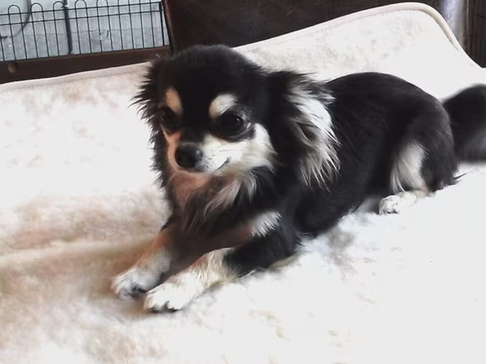 Pups van Chihuahuahuiskennel van het Tuinhuisje