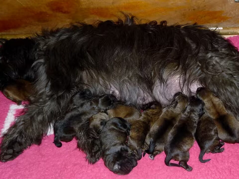 Pups van merza