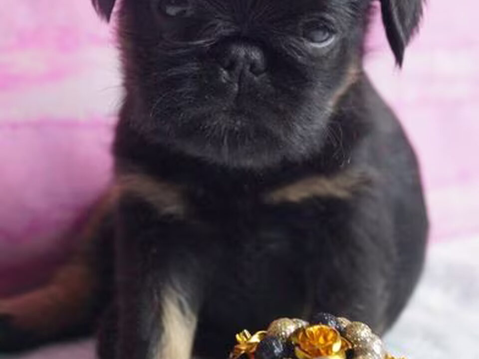 Pups van Imgosbull