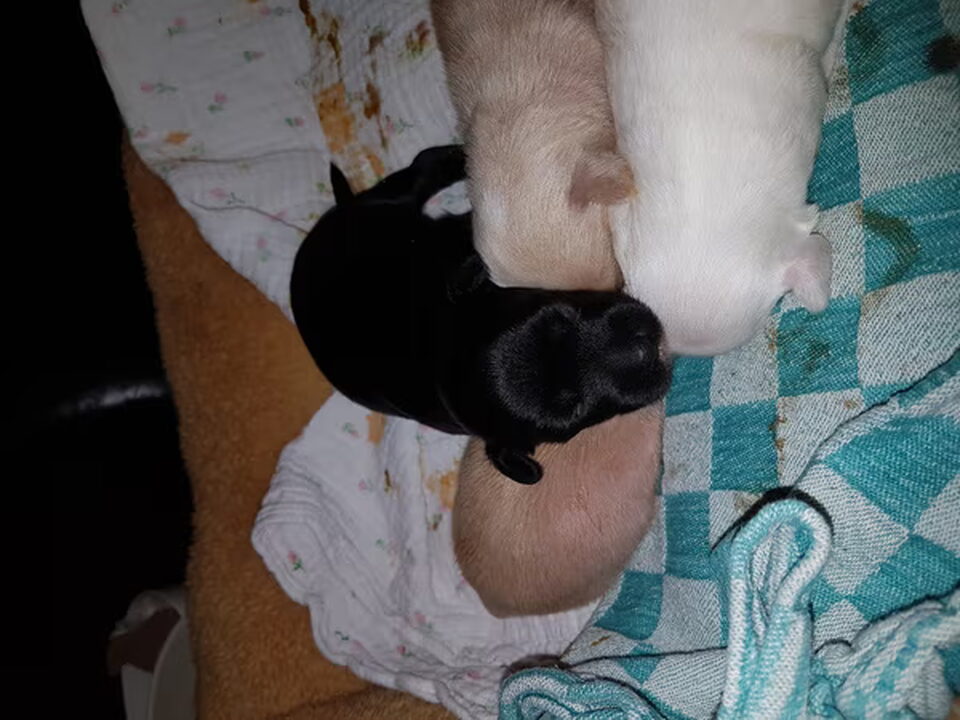 Pups van Els Zentveld
