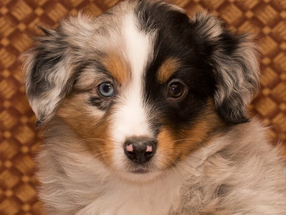 Pups van Texellen MINIATURE AMERICAN SHEPHERD