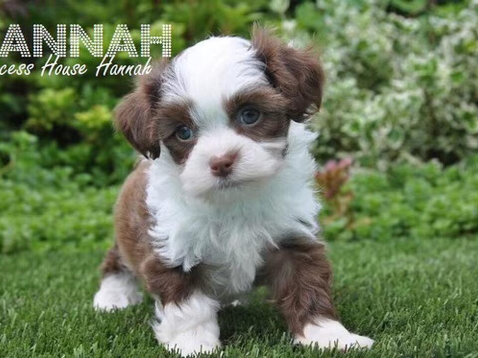 Pups van Princess House