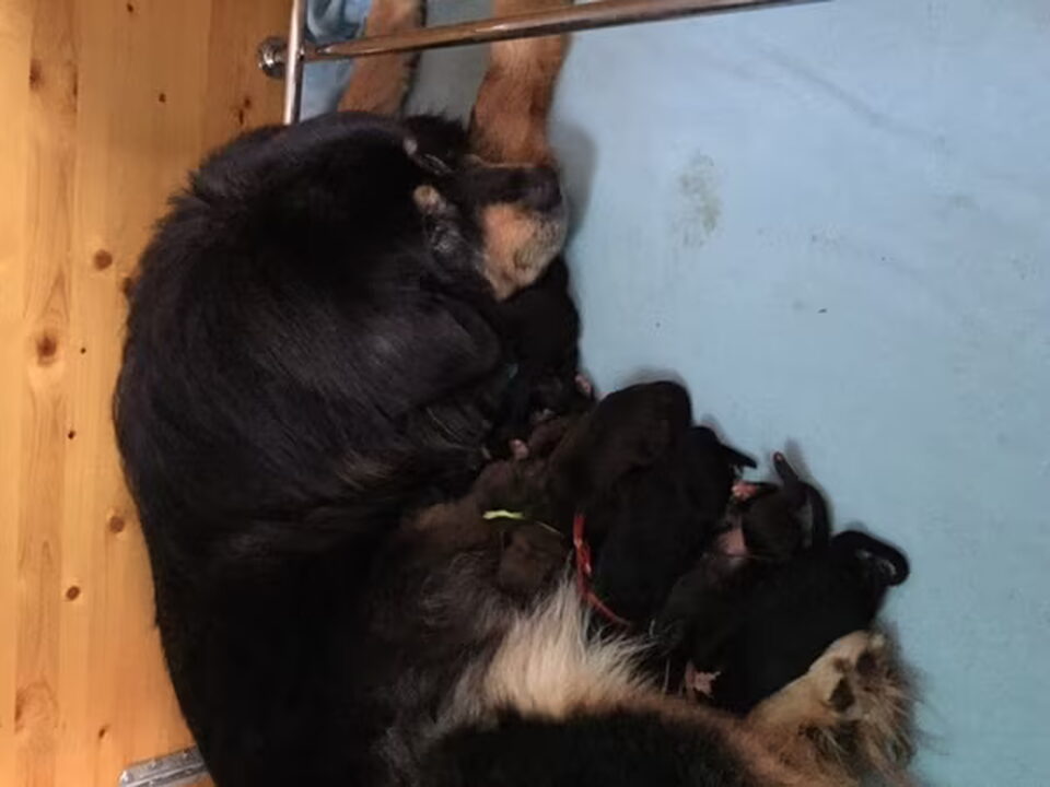 Pups van Beautyful Arankah