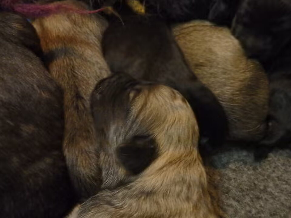 Pups van Bouvier-en schapendoeskennel van het Molengat
