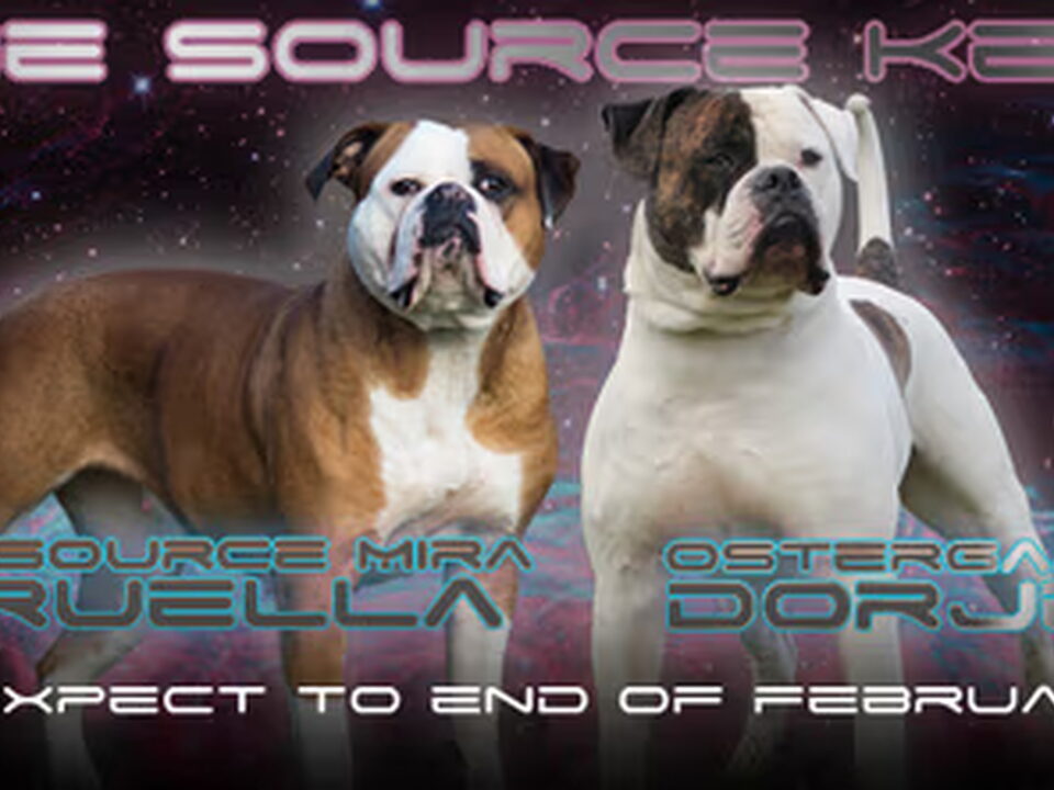 Pups van AtTheSource Amerikaanse Bulldog Kennel