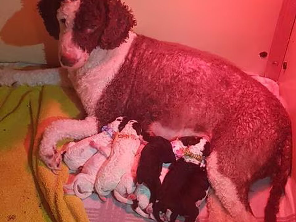 Foto van Perro de Agua Espanol