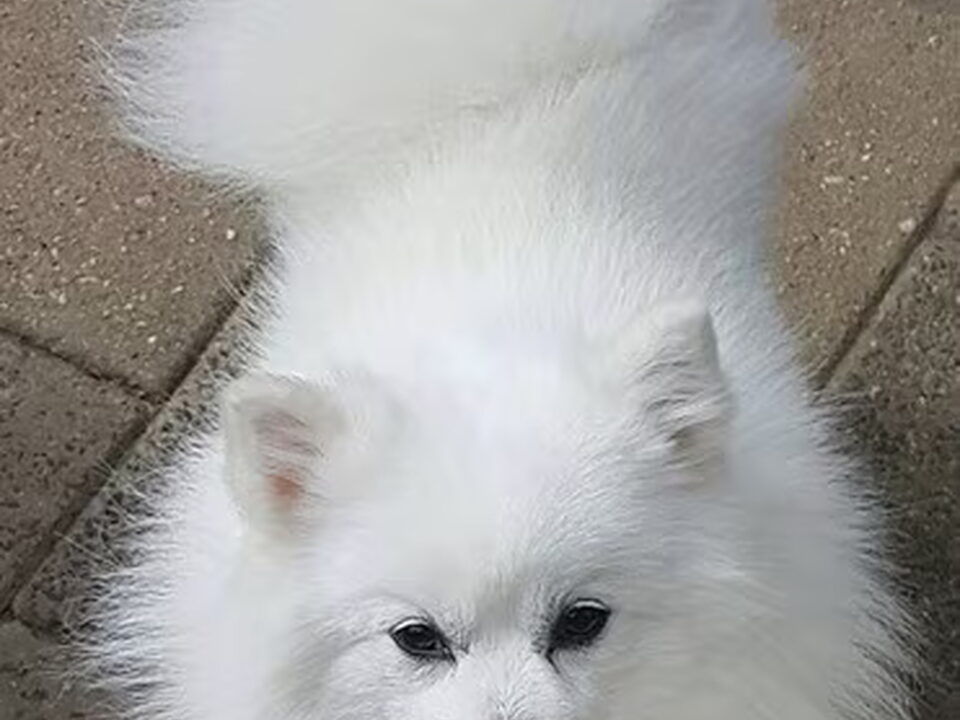 Pups van van het Bearehöfke