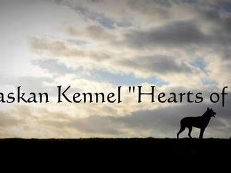 Foto van Tamaskans "Hearts of Fire"