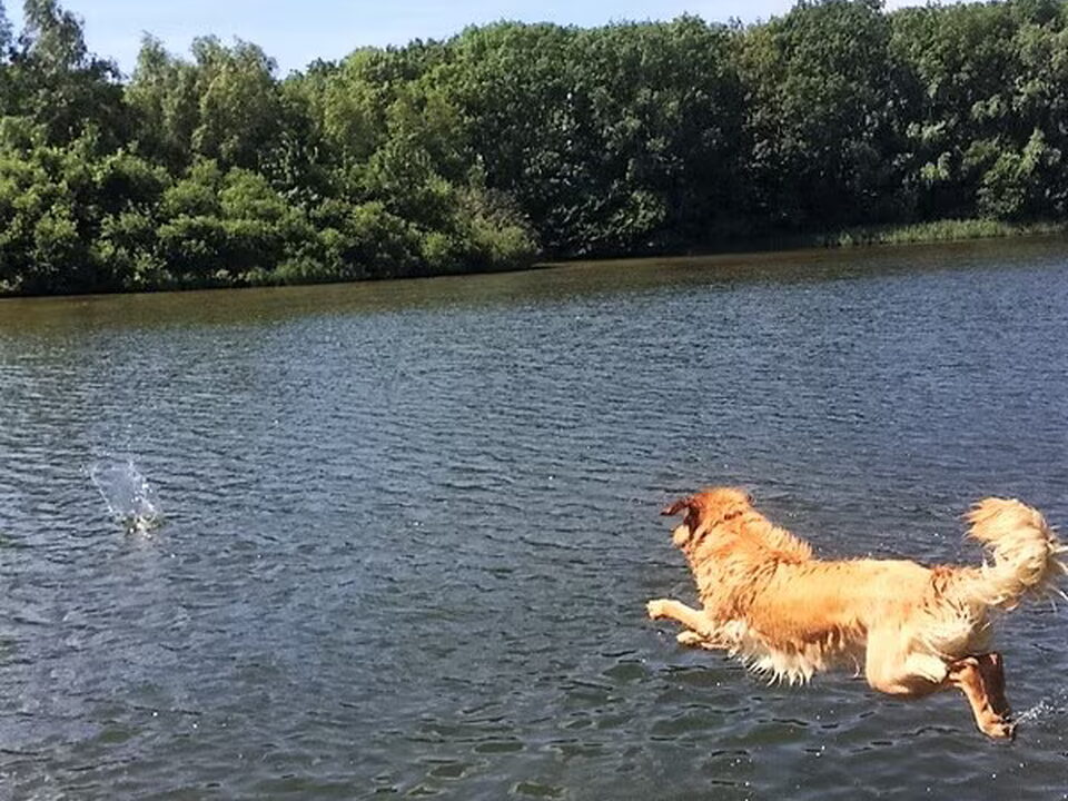 Foto van van het zeeuwse duin