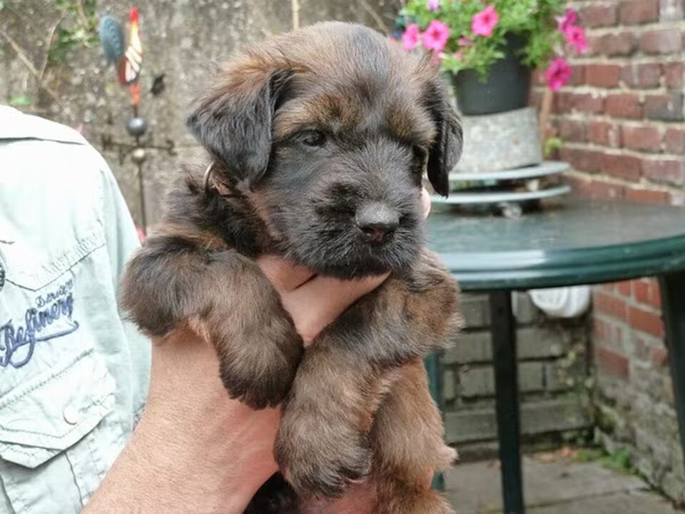 Pups van briards "du Lion d'Orange"