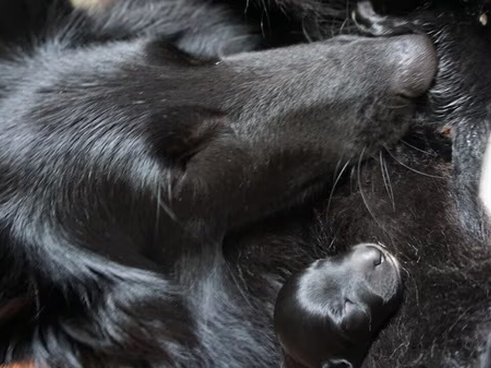 Pups van Eyra's Angels