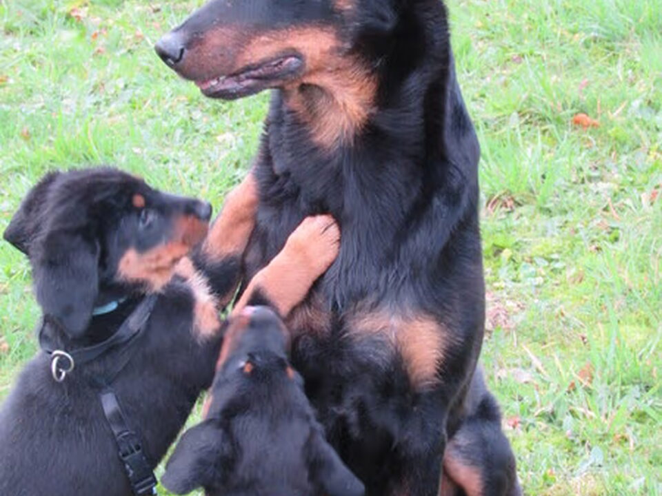 Pups van Admirable Chien
