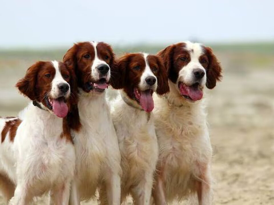 Foto van Simply Red and White ierse setter
