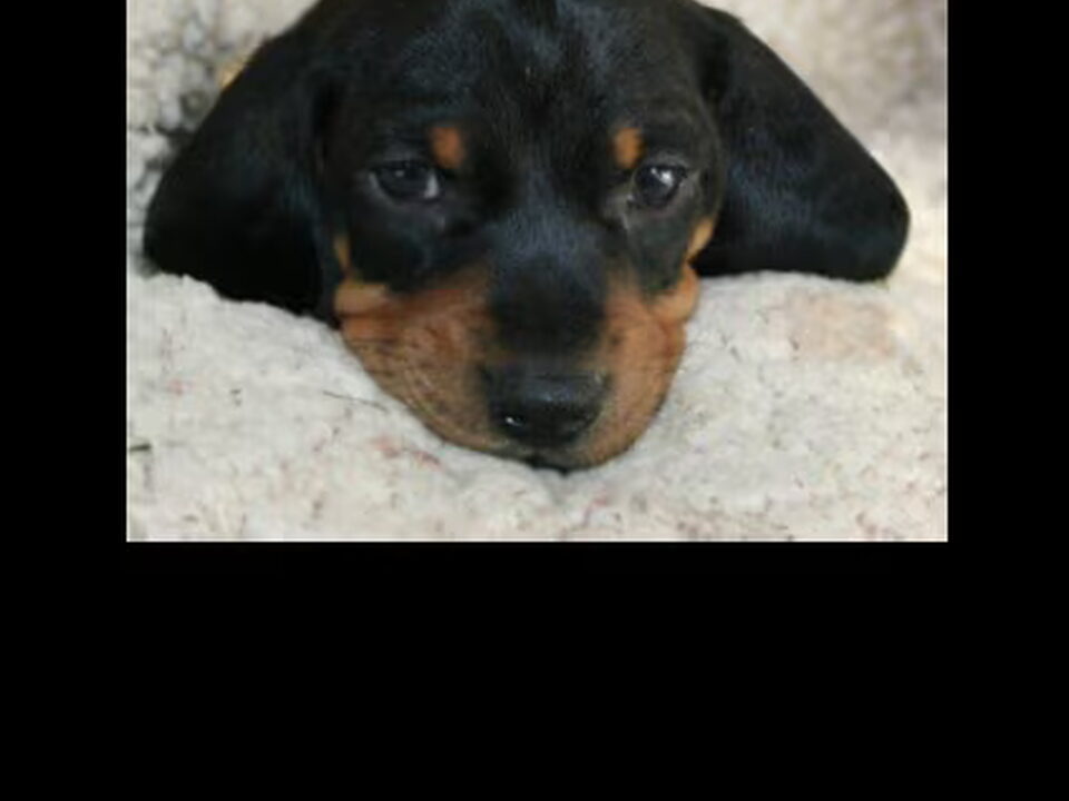 Pups van Fred van Opzeeland