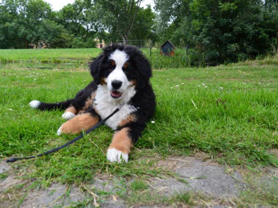 Foto van Kennel de Angeli Hoeve