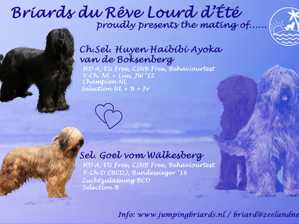 Pups van du Rêve Lourd d'Été