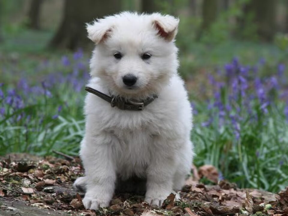 Pups van Van 't Kastagnebos