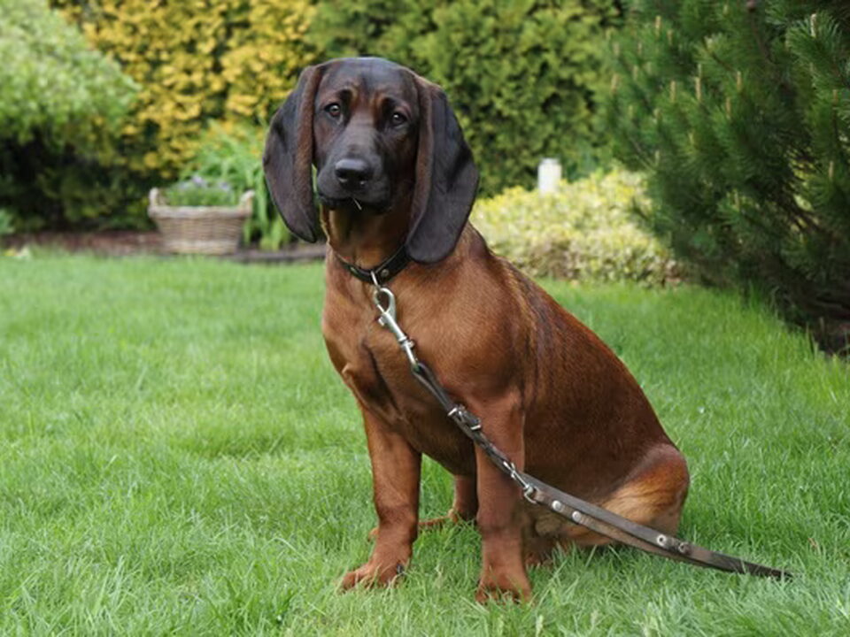 Pups van z Krainy Przodków FCI