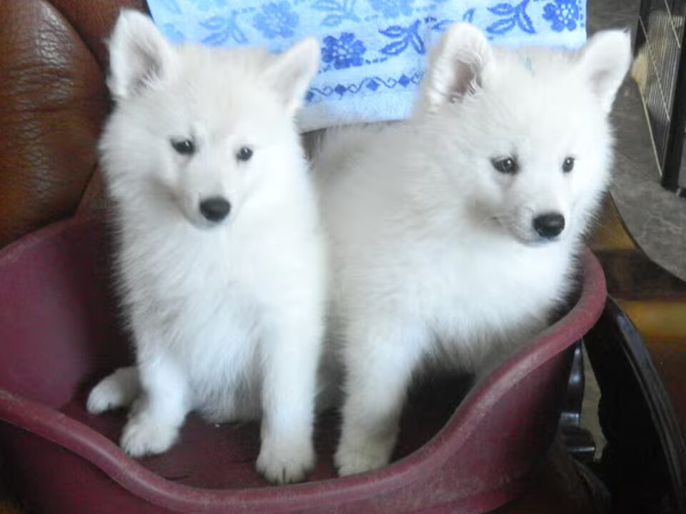 Pups van Kennel.De Grote Witte Kees