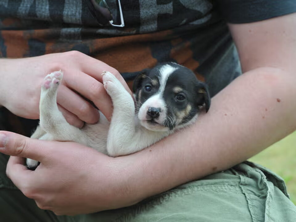 Pups van Frans Beullens