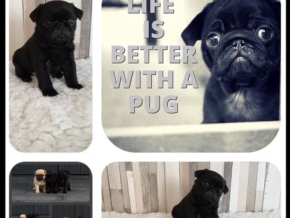 Pups van buckswie's pride