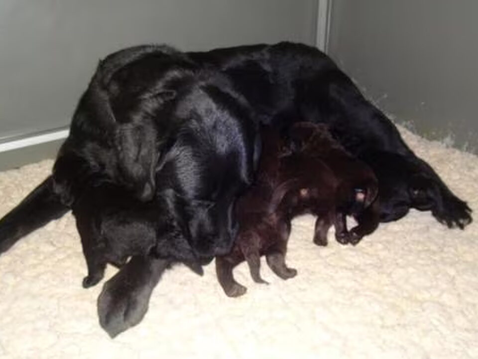 Pups van The Baco Dreams