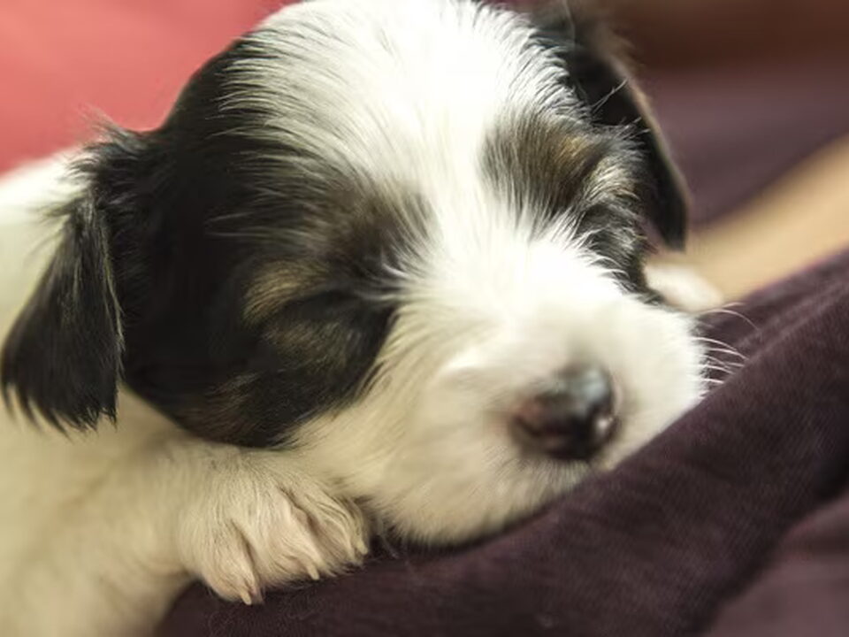 Pups van Kupumulia