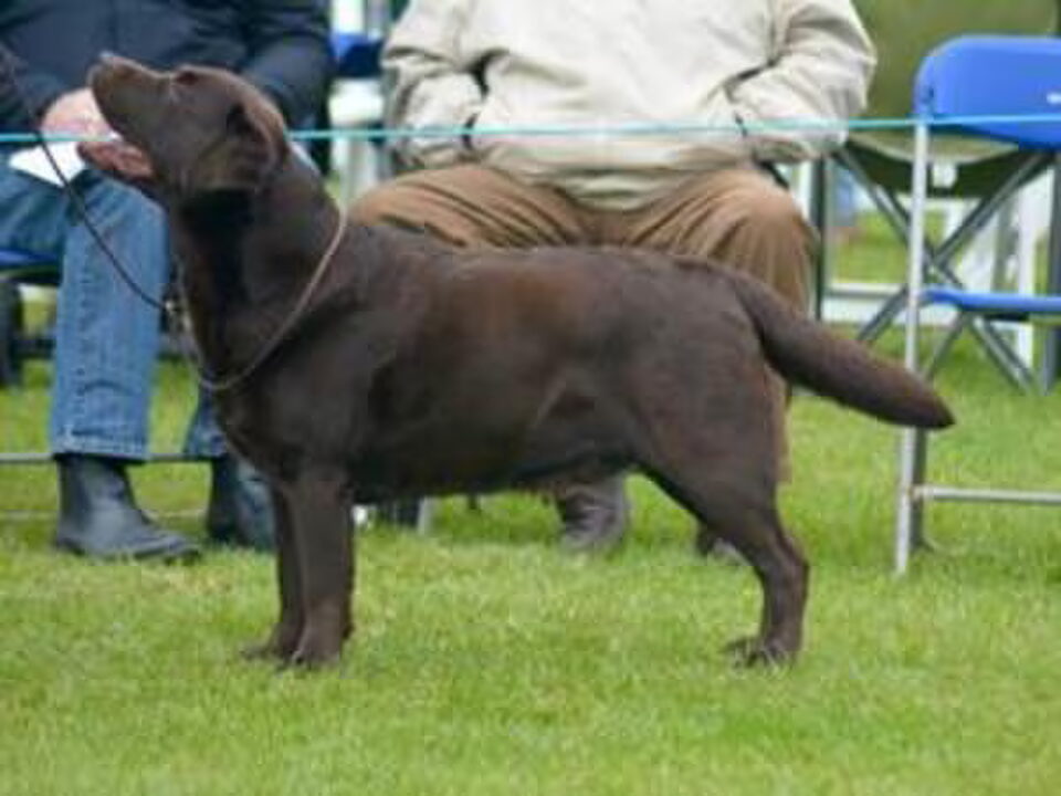 Pups van Nicole Ruys