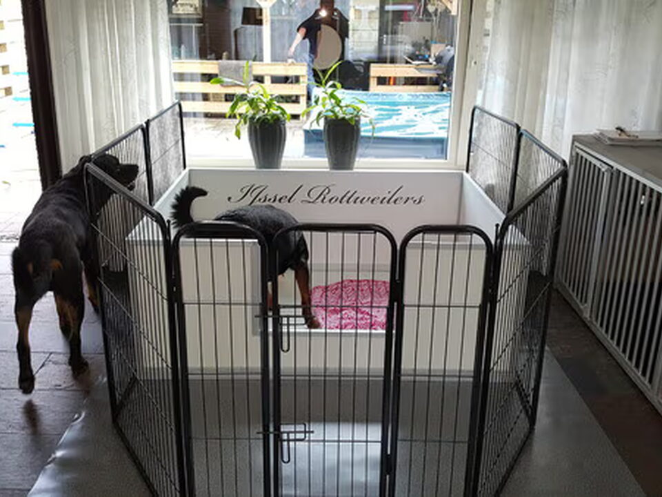 Foto van ijssel rottweilers