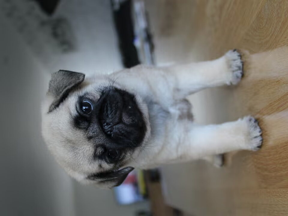 Foto van To melt for