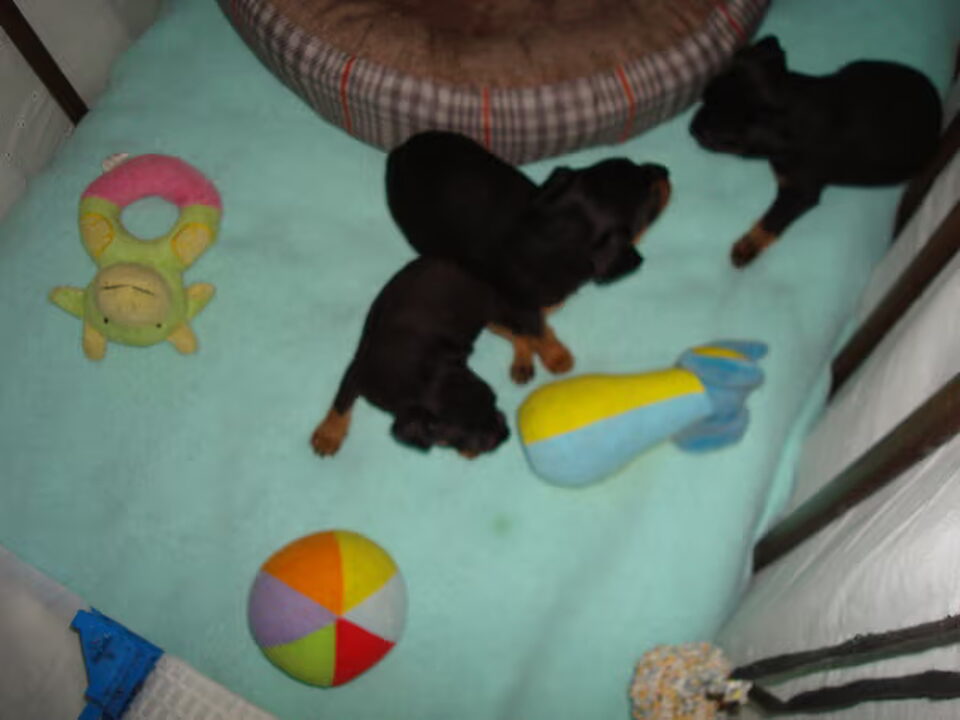 Pups van Prazsky's home
