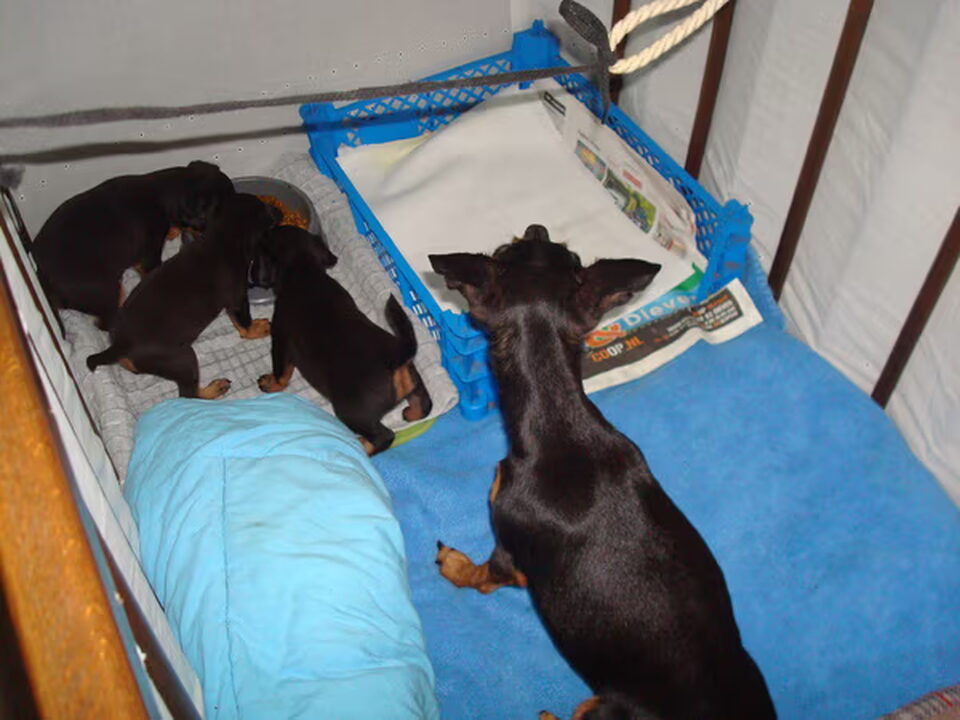 Pups van José,s  Prazsky's home.