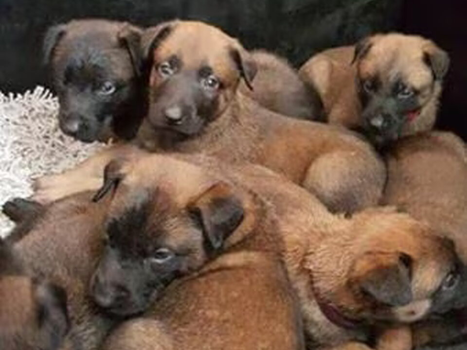 Pups van /