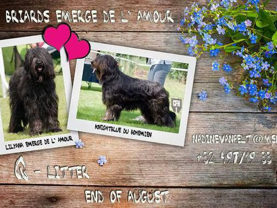 Pups van Emerge de L'amour