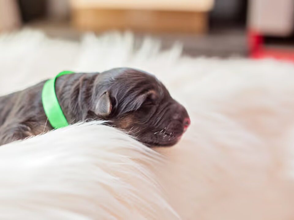 Pups van Von Traum