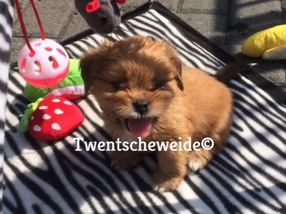 Foto van Boomer pups v.d.Twentsche weide