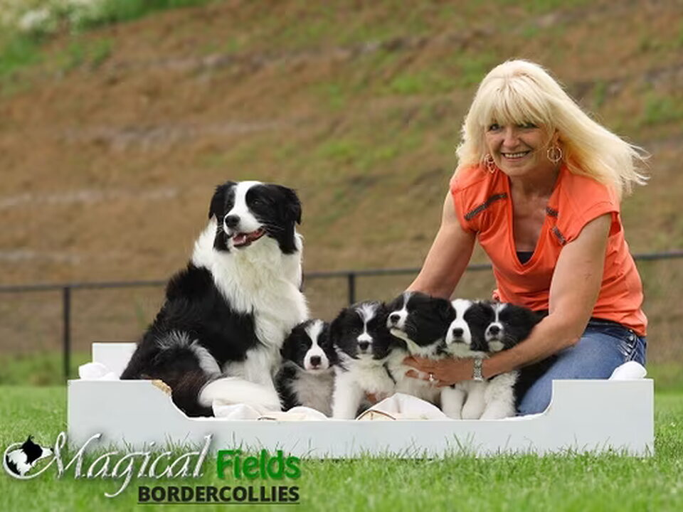 Foto van Magical Fields Border Collies