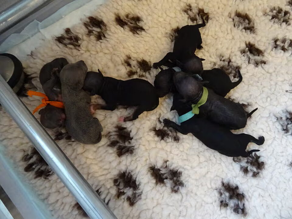 Pups van Caro Canou's