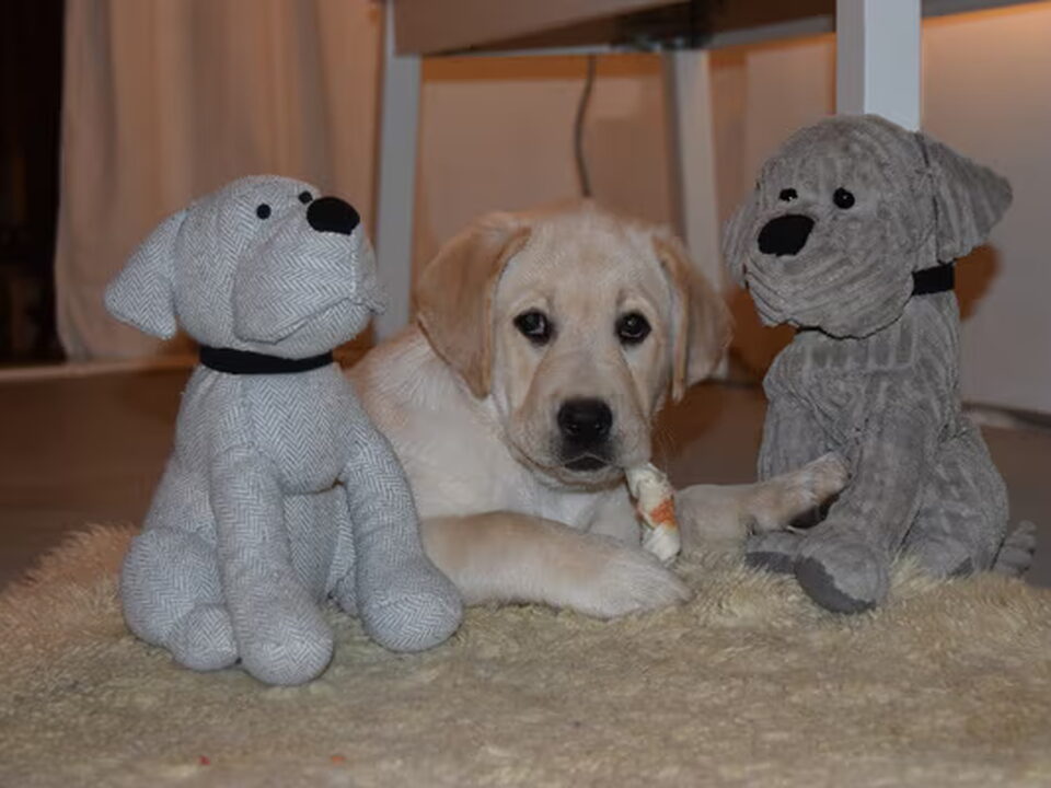 Pups van Nanske Kuiken