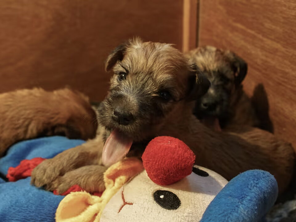 Pups van Sparkle Square`s