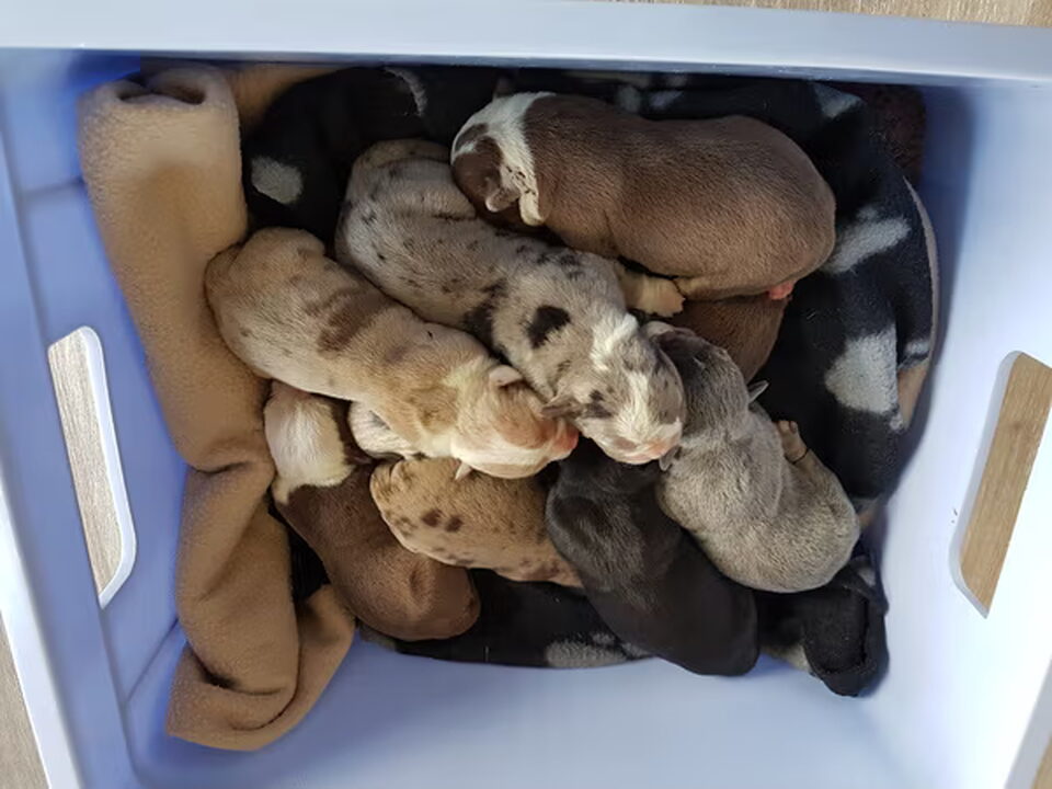 Pups van Manmade Kennels Europe