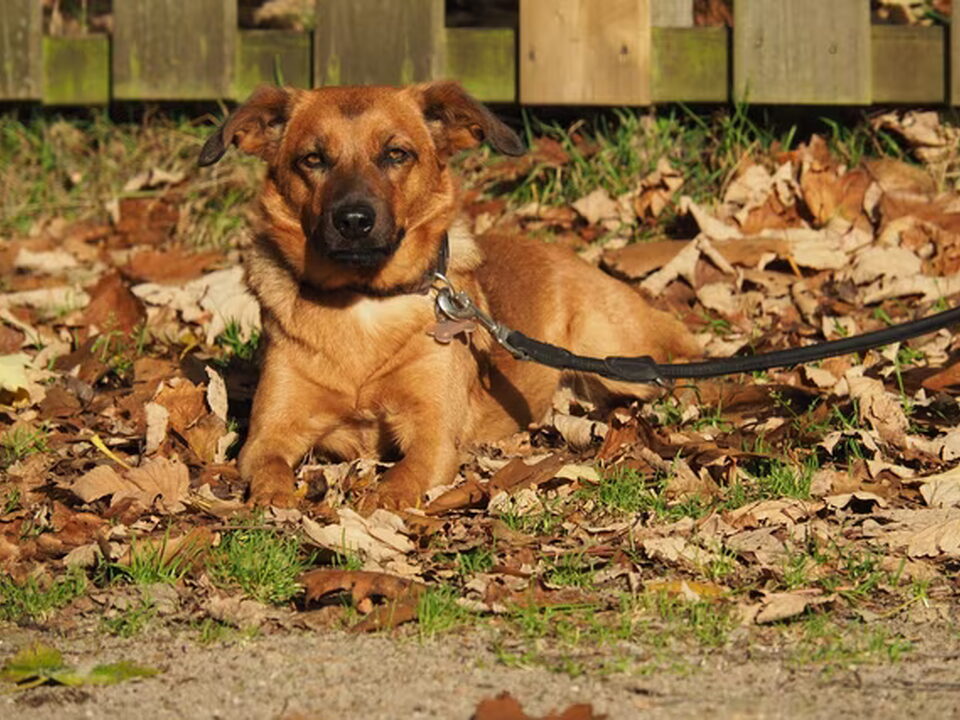 Pups van v. Romarszevensprong
