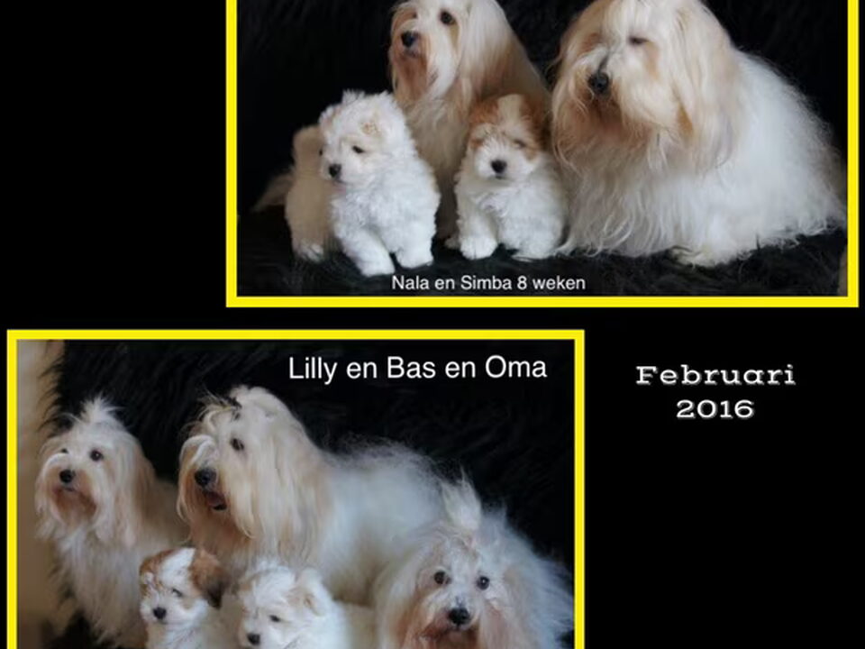 Pups van kennel van de Lotnins / Coton de Tuléar