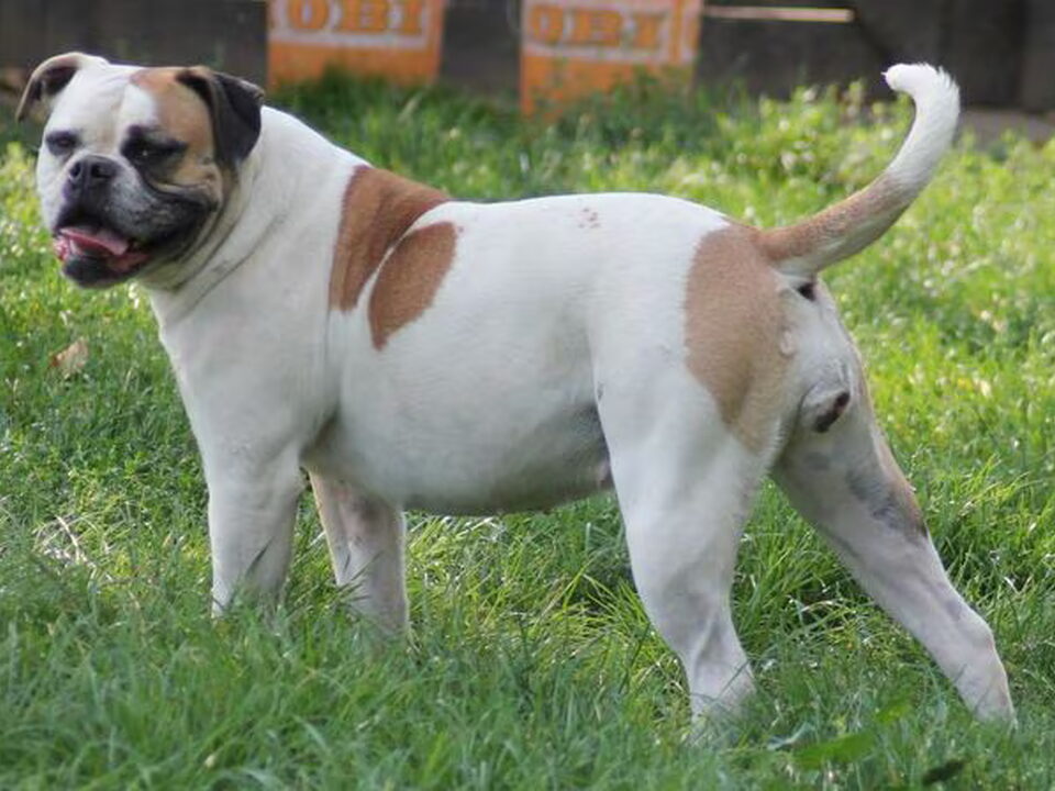 Pups van Bulls of Crown (sinds 1999) (Hongarije)
